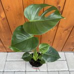 Monstera skvelá (Monstera deliciosa) - výška 40-45 cm, kont. C1.5L